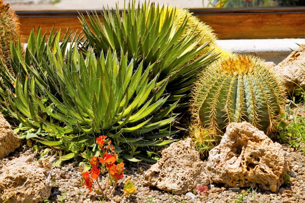 13. Zákoutí s kaktusy v zahradě hotelu La Scogliera 4* | Ischia