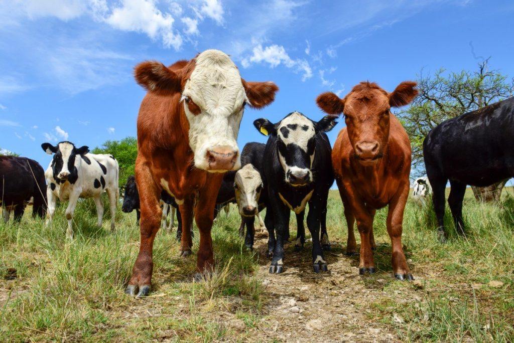 Argentina je proslulá chovem hovězího dobytka, ze kterého Argentinci připravují šťavnaté asado.