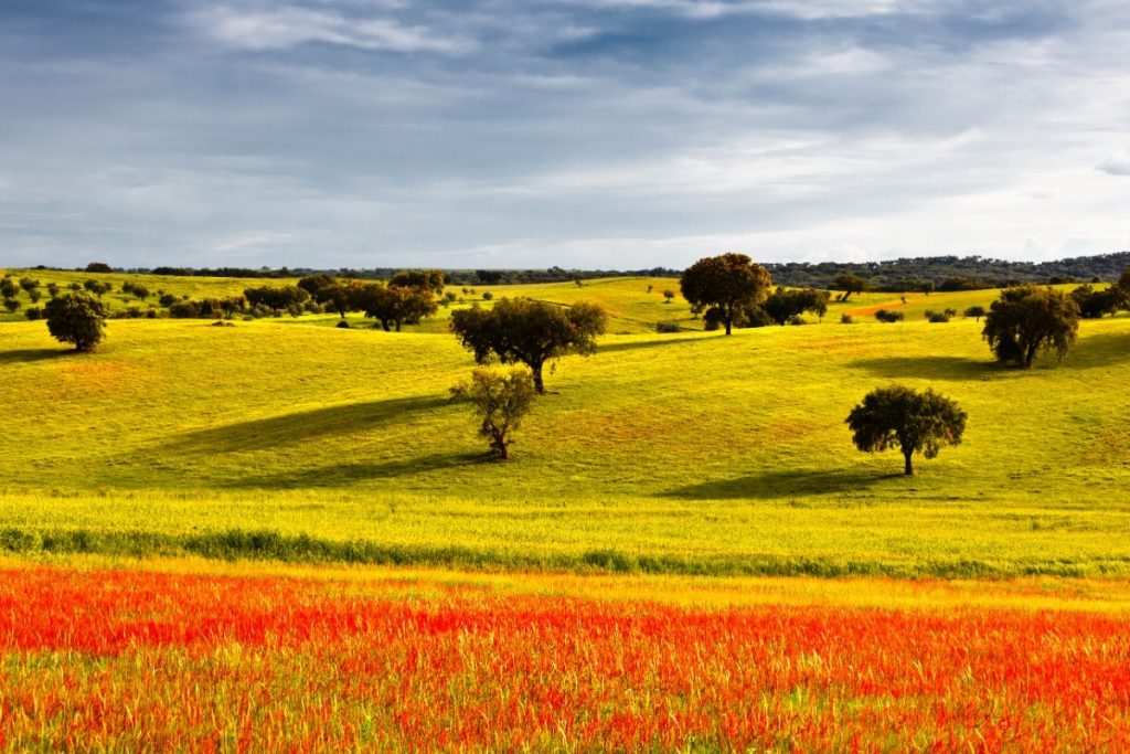 shutterstock_105769898