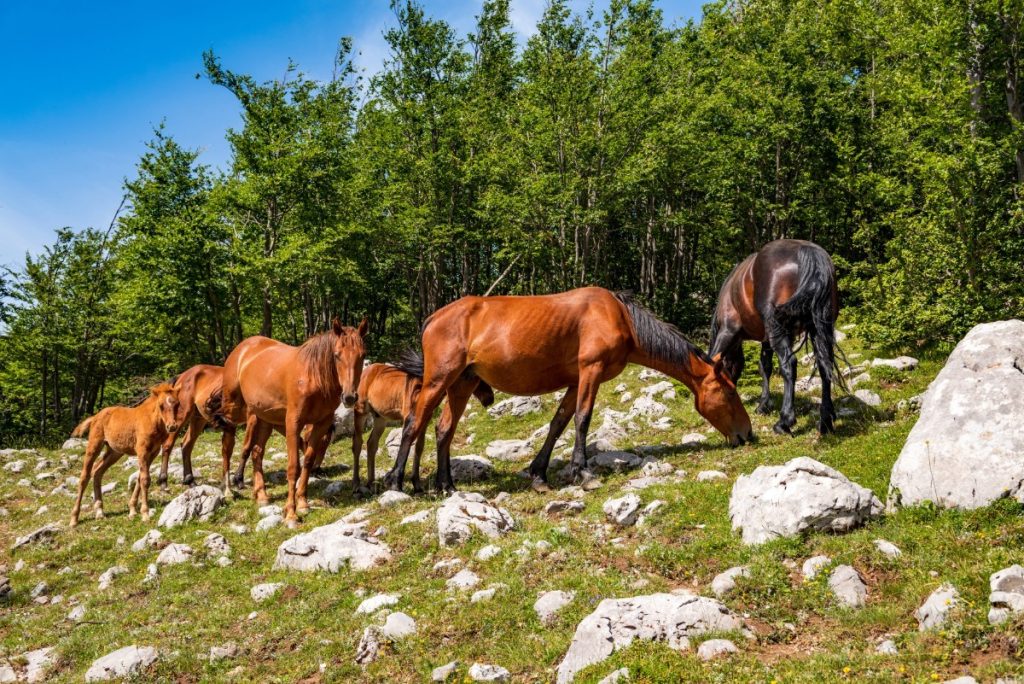 Koně v národním parku Pollino.