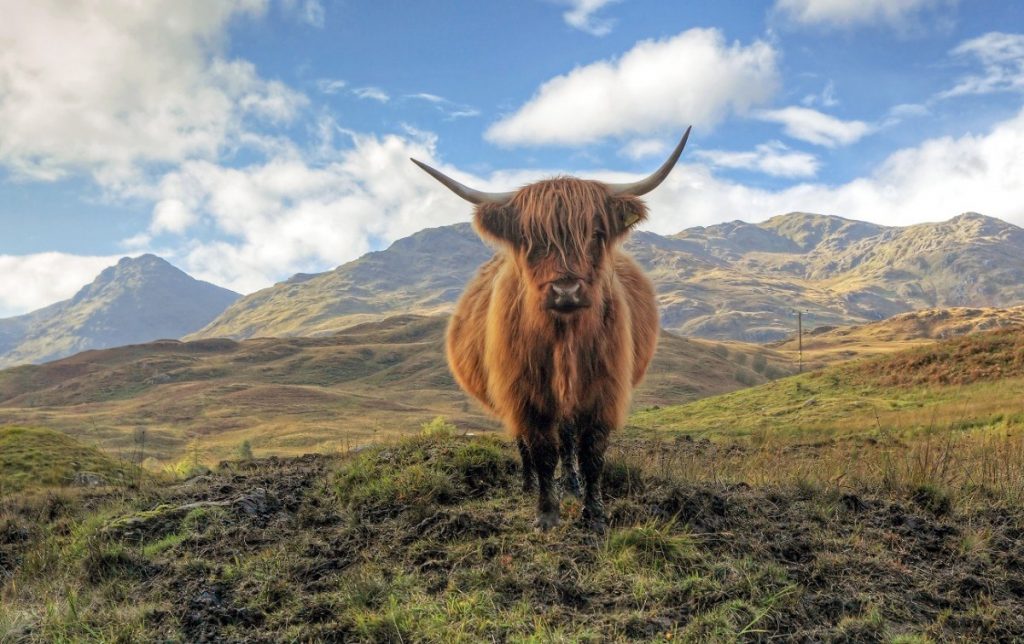 Skotský náhorní skot neodmyslitelně patří do horských oblastí Skotska.