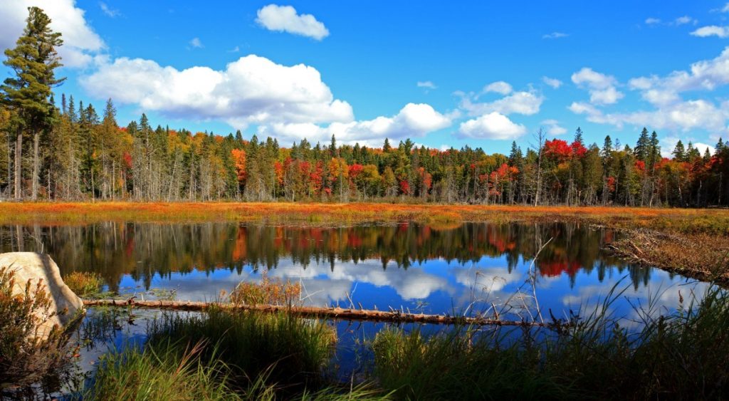 Podzimně vybarvený Algonquin Park v Kanadě.