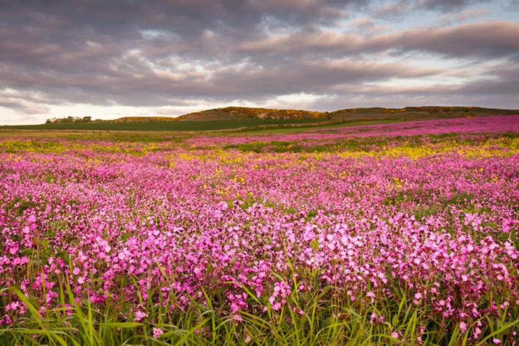 Rozkvetlá krajina na pobřeží Northumberland .