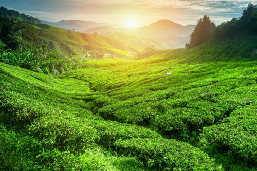 shutterstock_307393226