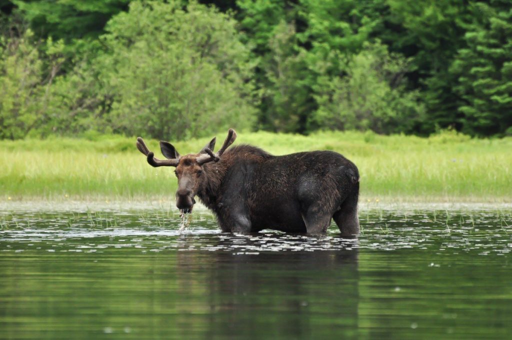 V národním parku Algonquin se můžete setkat s divokými losy.