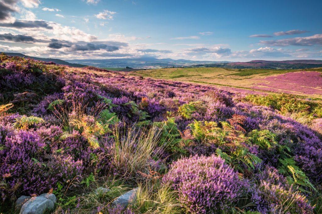 Rozkvetlé kopce Simonside Hills.