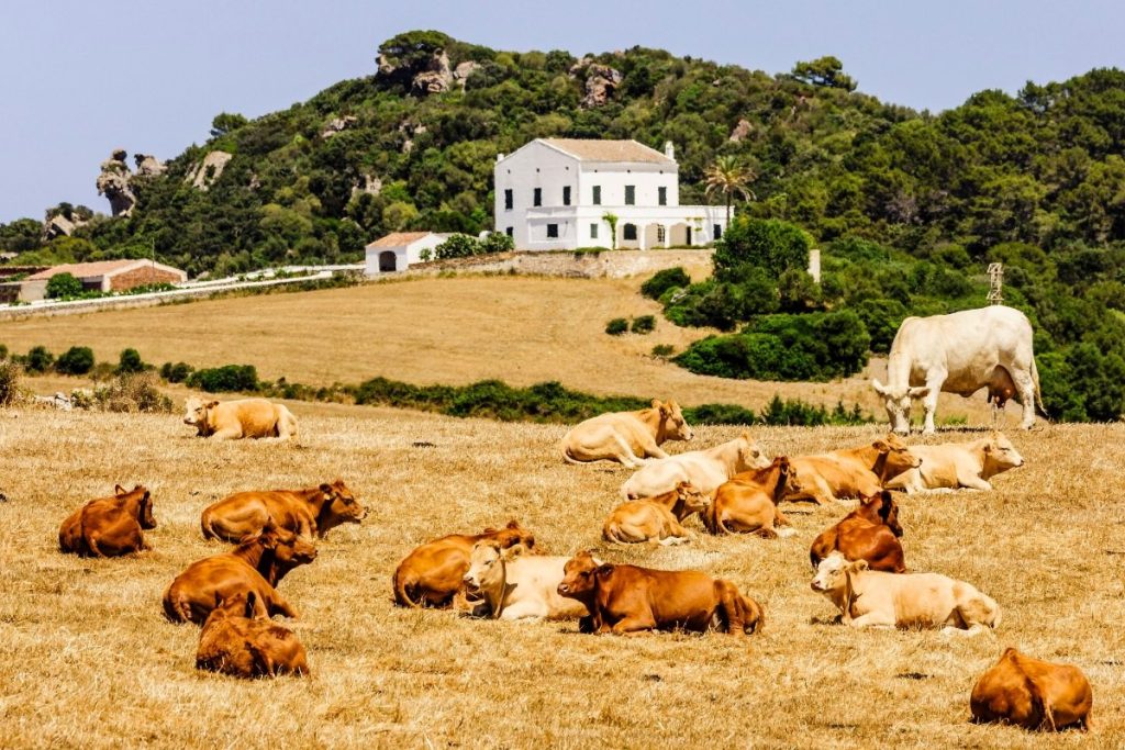 Typická farma na Menorca s pasoucími se kravami
