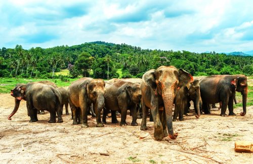 Úzký kontakt se slony je vždy nezapomenutelným zážitkem