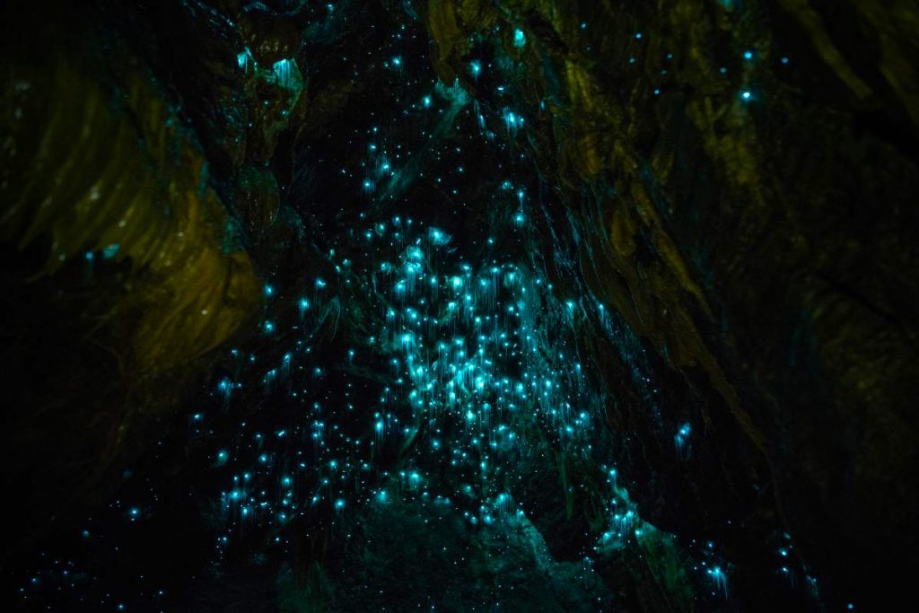 Jeskyně Waitomo Glowworm, Waikato, Nový Zéland (Shutterstock 1074829535)