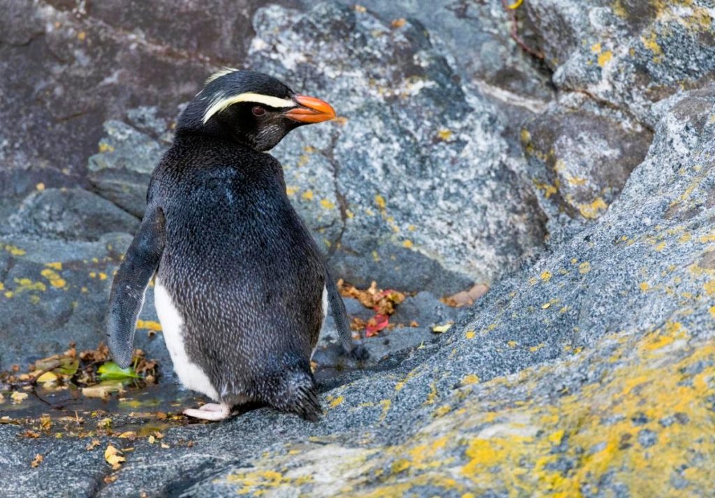 Tučňák fjordský v Milford Sound na Jižním ostrově Nového Zélandu (Shutterstock 2234408987)