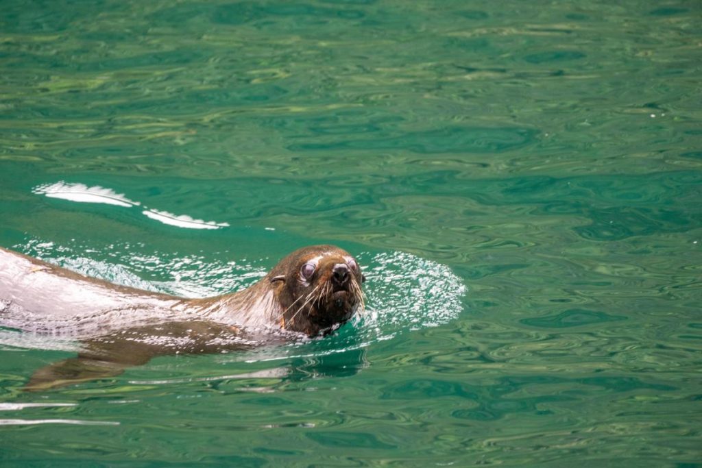 Tuleň ve vodách Milford Sound (Shutterstock 2311574579)