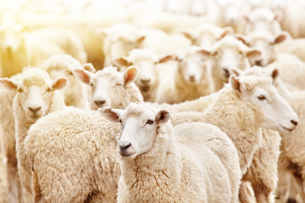 Hejno ovcí, Nový Zéland (Shutterstock 503107789)