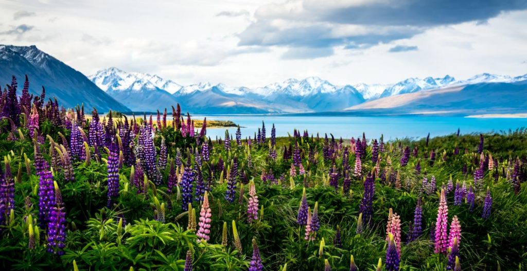 Kvetoucí lupiny u jezera Tekapo (Shutterstock 625615205)