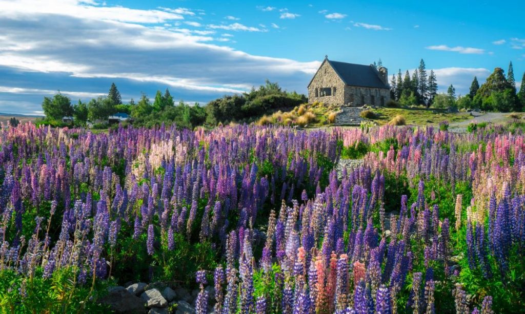 Kostel Dobrého pastýře a pole kvetoucích lupin u jezera Tekapo na Novém Zélandu.