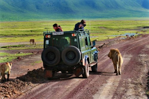 safari zanzibar tanzanie