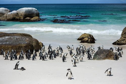 Tučňáci na pláži Boulders beach