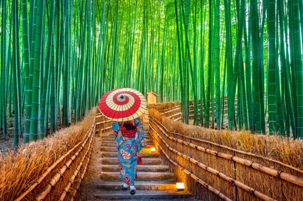 Japonsko - bambusový les v Kjótu