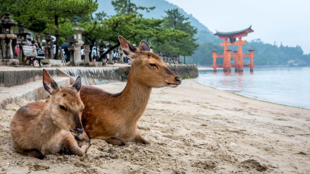 Japonsko - pláž ostrova Miyajima