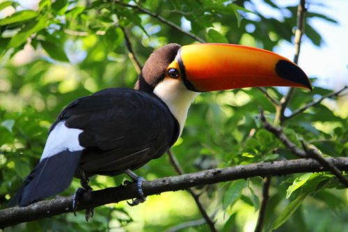 Tukan V Parku Aves V Iguazu Brazílie