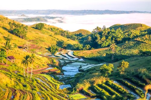 Rýžové terasy ostrova Bohol