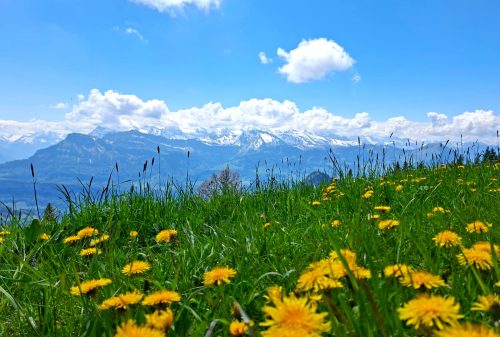 Panorama okolních horských štítů ze zelených svahů hory Rigi