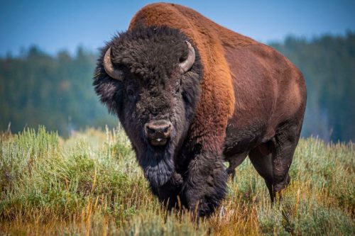 Bizoni v Lamar Valley patří k největším lákadlům Yellowstonu – majestátní stáda se tu volně potulují širou krajinou