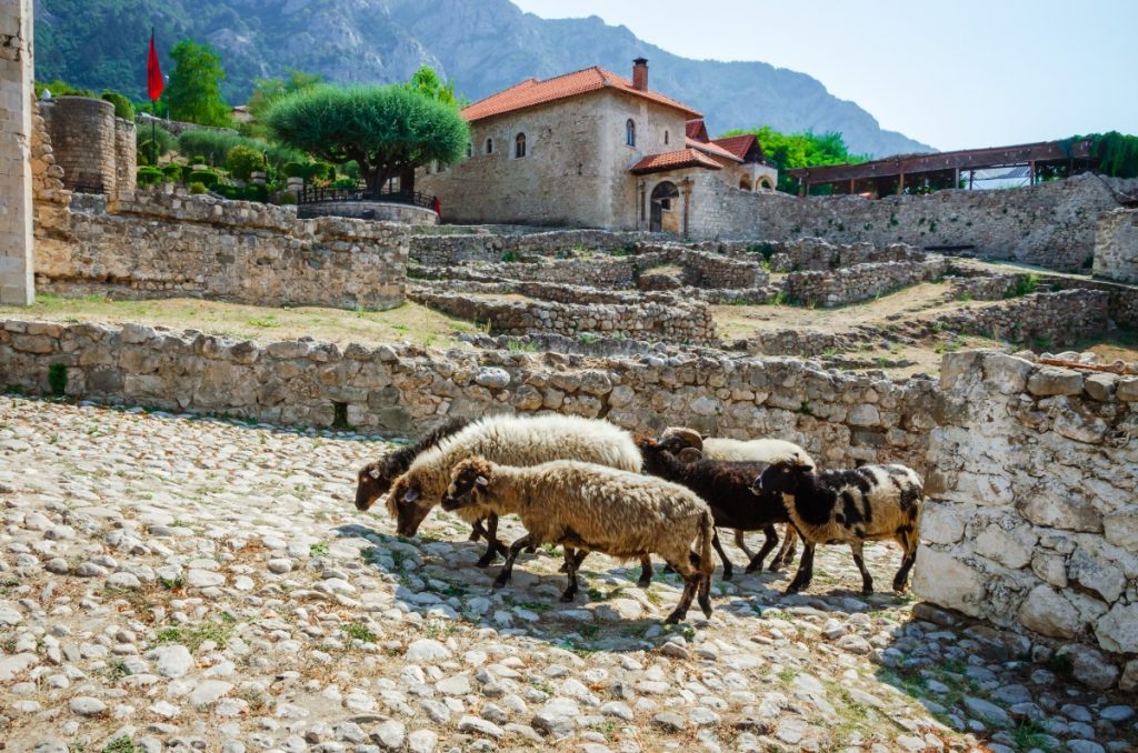 Ovce procházející historickými ulicemi města Kruja v Albánii