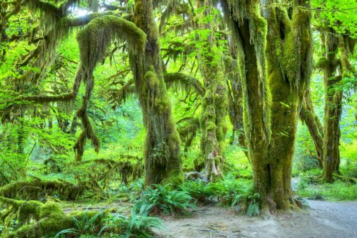 Hoh Rain Forest, kde husté mechy, kapradiny a obří staré stromy vytvářejí magickou krajinu