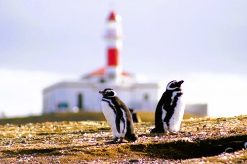 Tučňáci magellanští u majáku na ostrově Magdalena