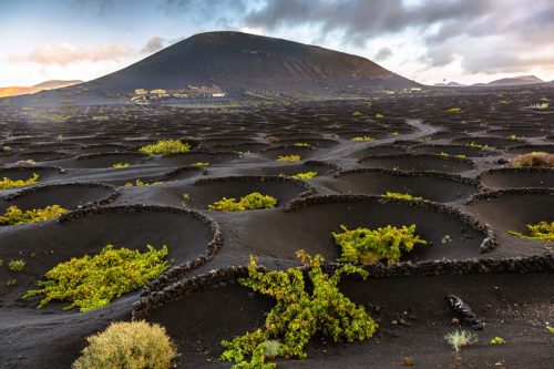 Jámové vinice na úpatí sopky na Lanzarote
