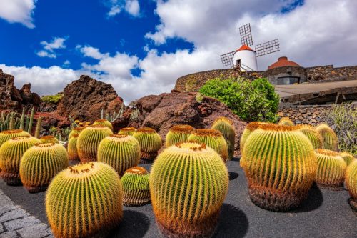 Kaktusy v Kaktusové zahradě na Lanzarote, v pozadí větrný mlýn