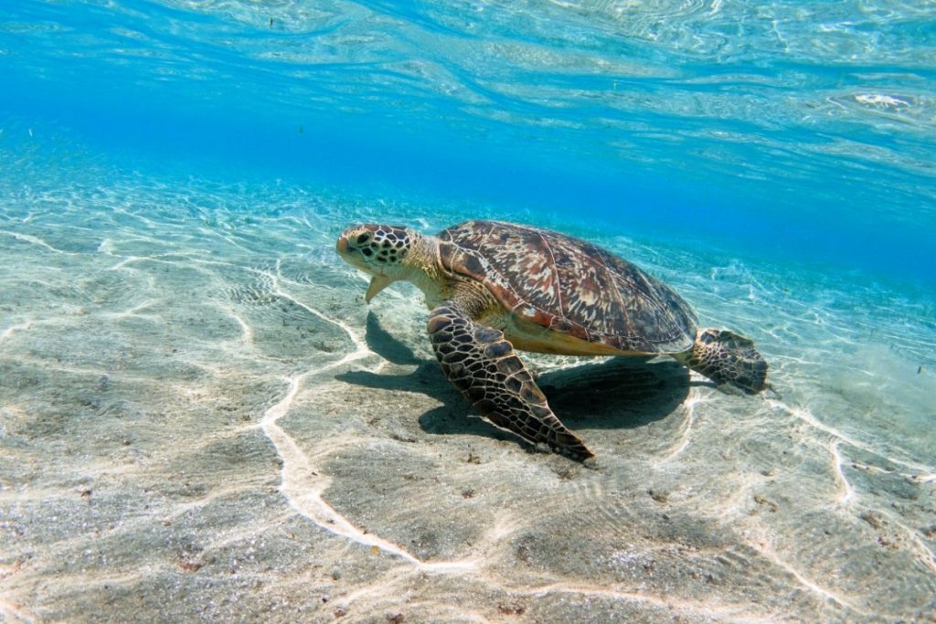 Mořská želva plave v průzračných vodách Rudého moře u pobřeží Marsa Alam.