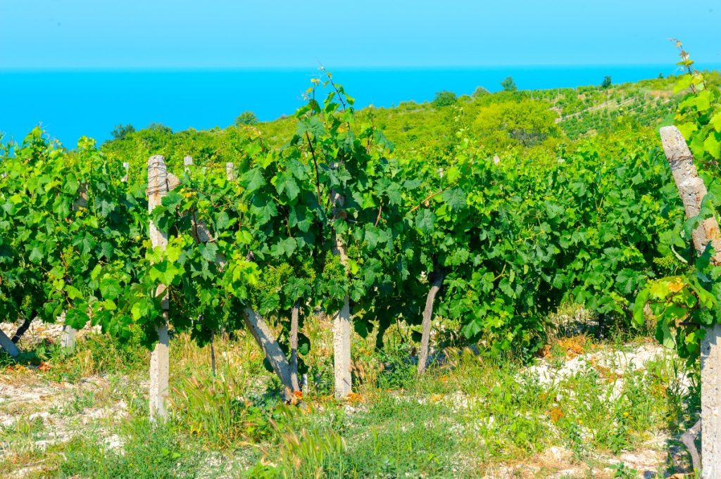 Vinice na sopečné půdě ve vnitrozemí ostrova Ischia.