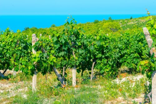 Vinice na sopečné půdě ve vnitrozemí ostrova Ischia.